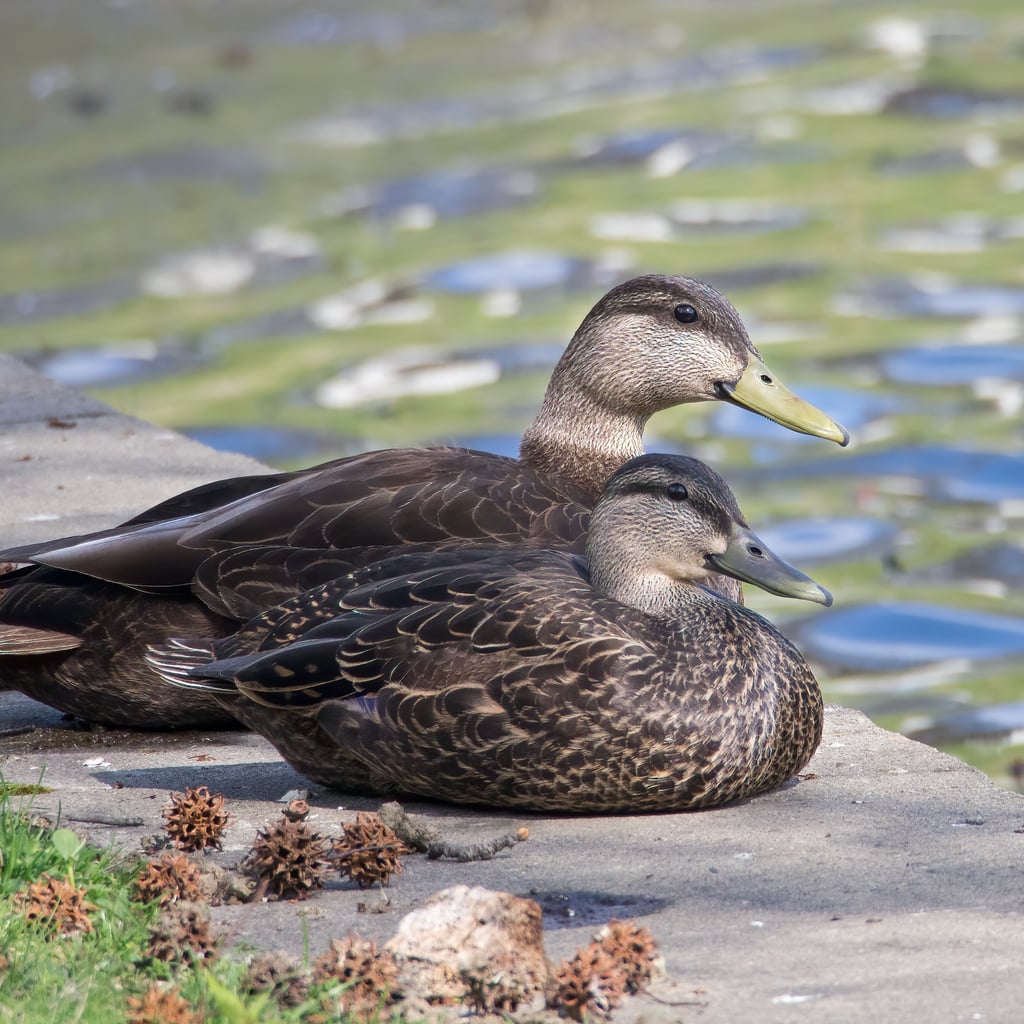 American Black Duck (original)
