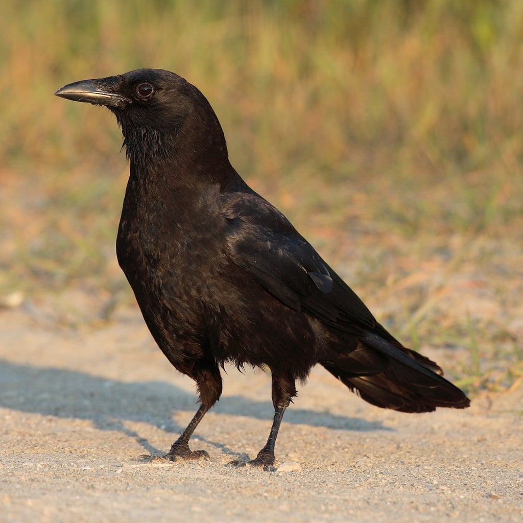 American Crow (original)