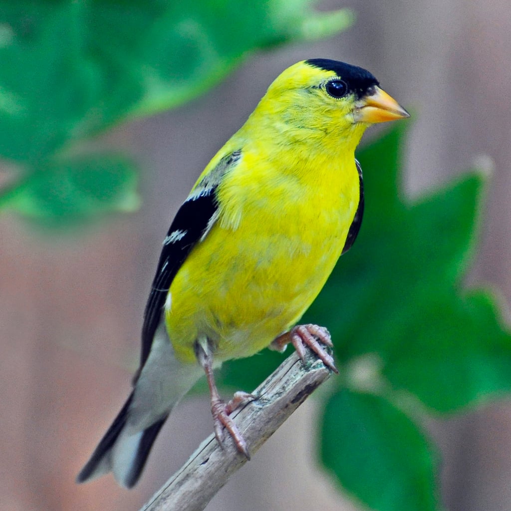 American Goldfinch (original)