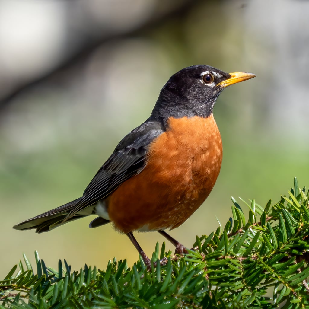 American Robin (original)