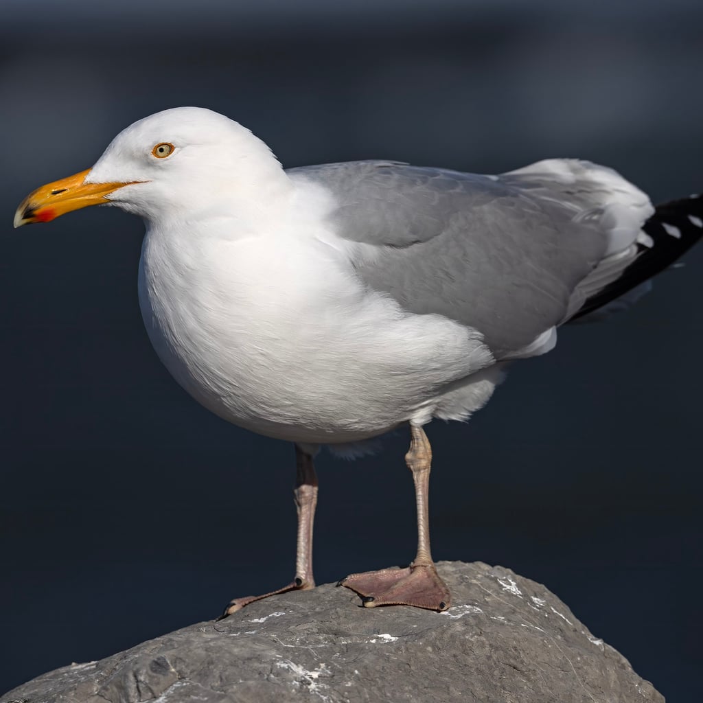 American Herring Gull (original)