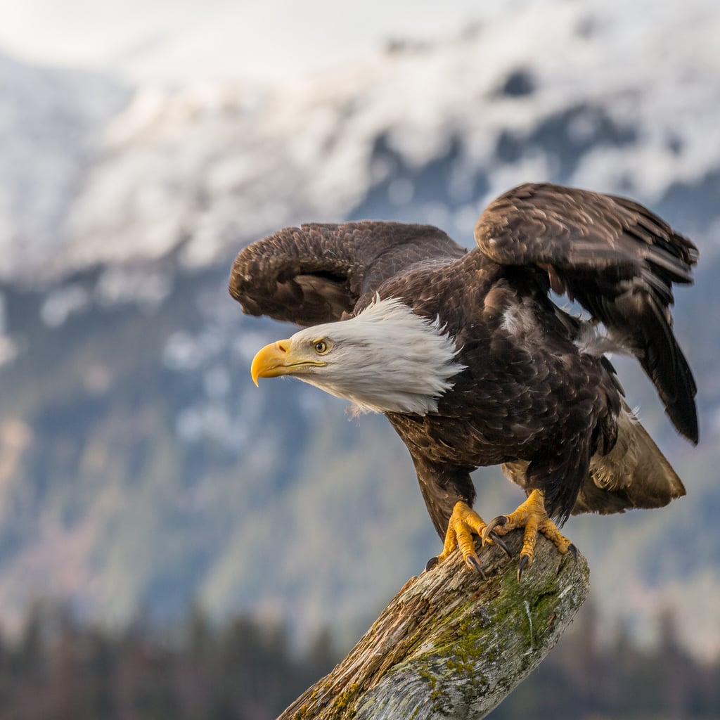 Bald Eagle (original)