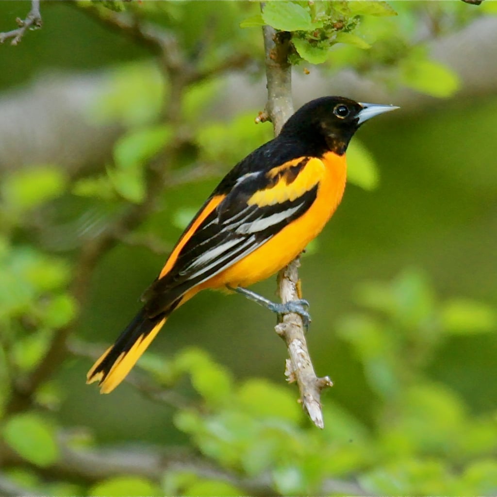Baltimore Oriole (original)