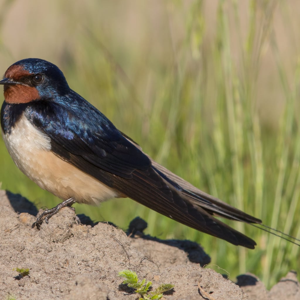 Barn Swallow (original)