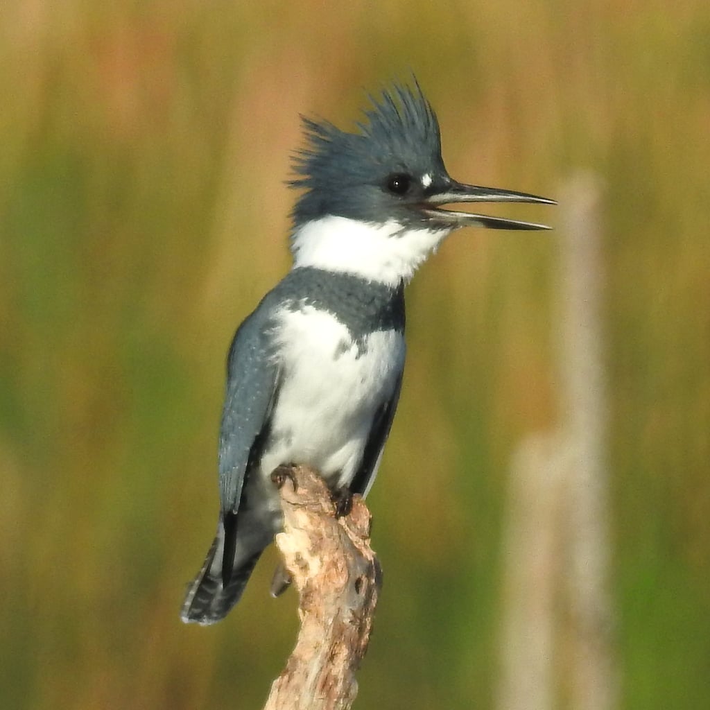 Belted Kingfisher (original)