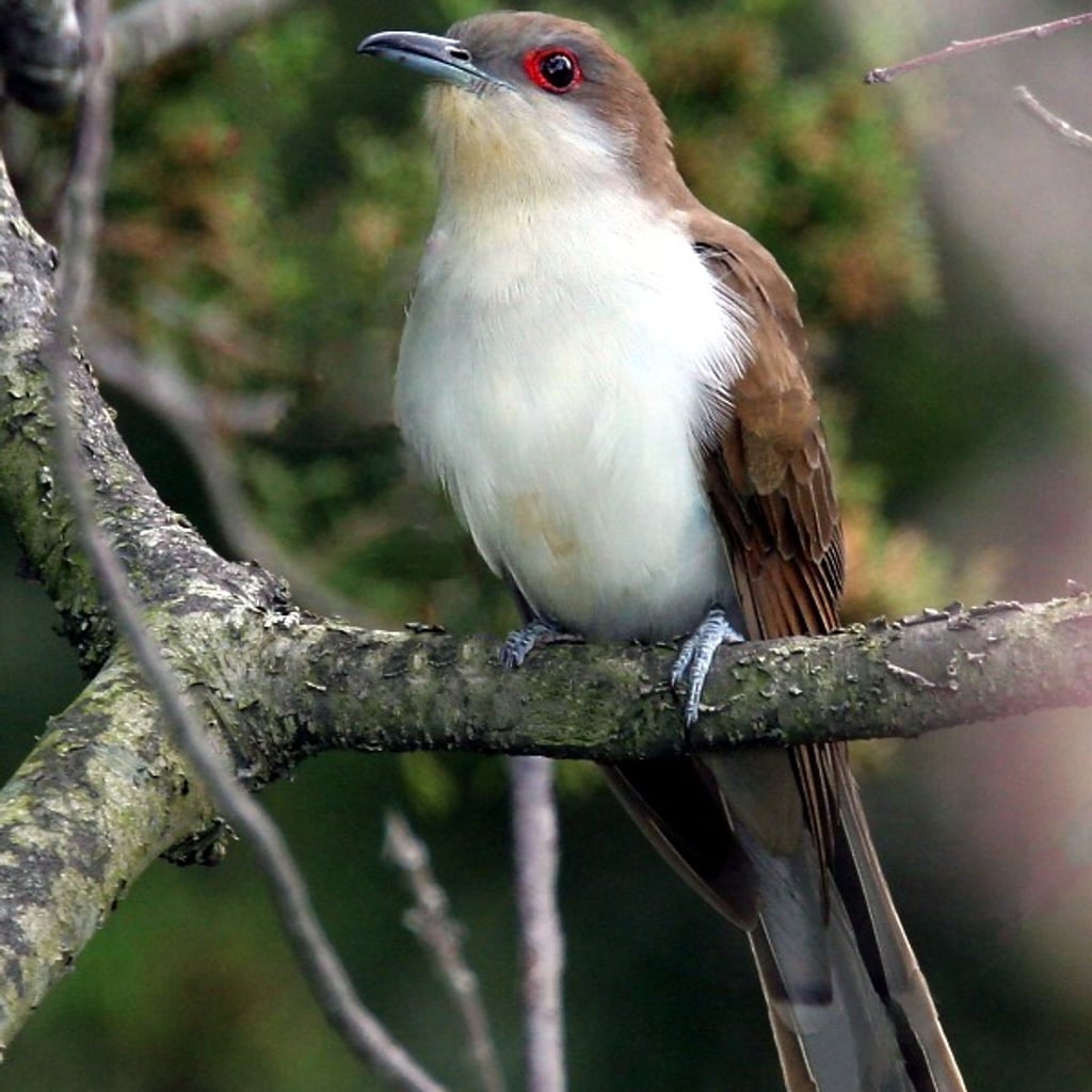 Black-billed Cuckoo (original)