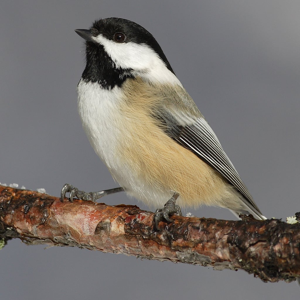 Black-capped Chickadee (original)