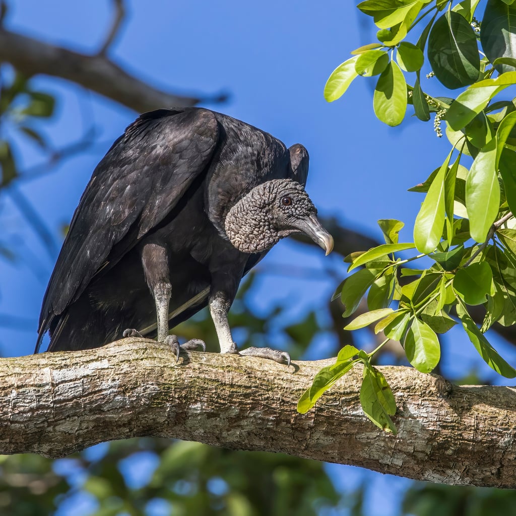 Black Vulture (original)