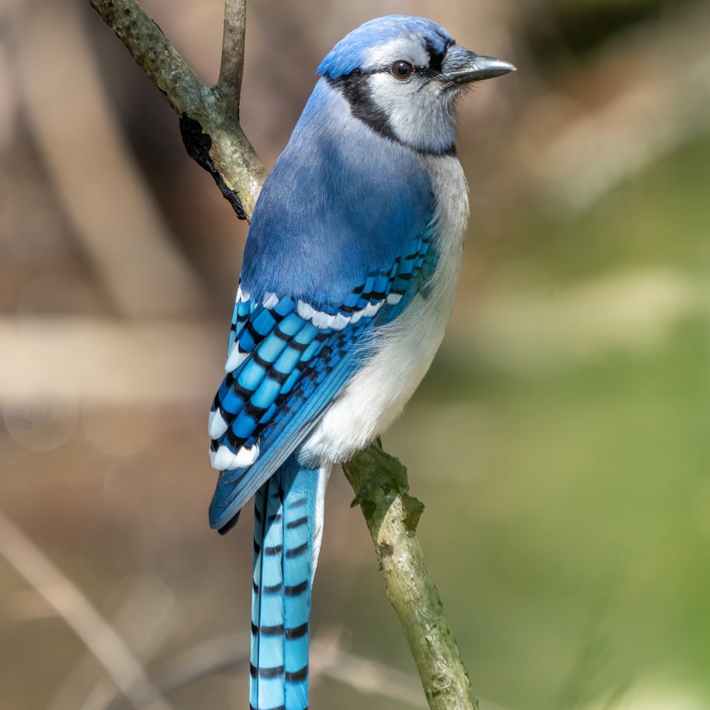 Blue Jay (original)