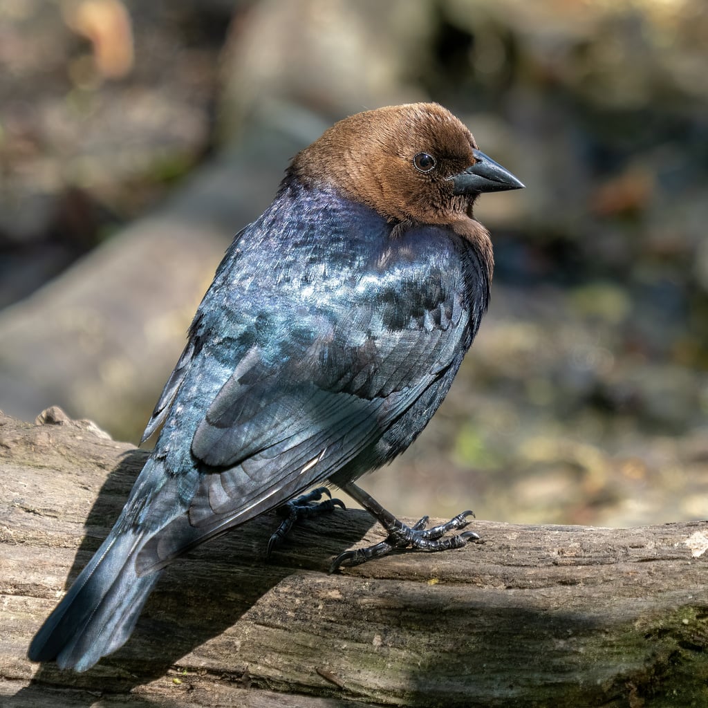 Brown-headed Cowbird (original)