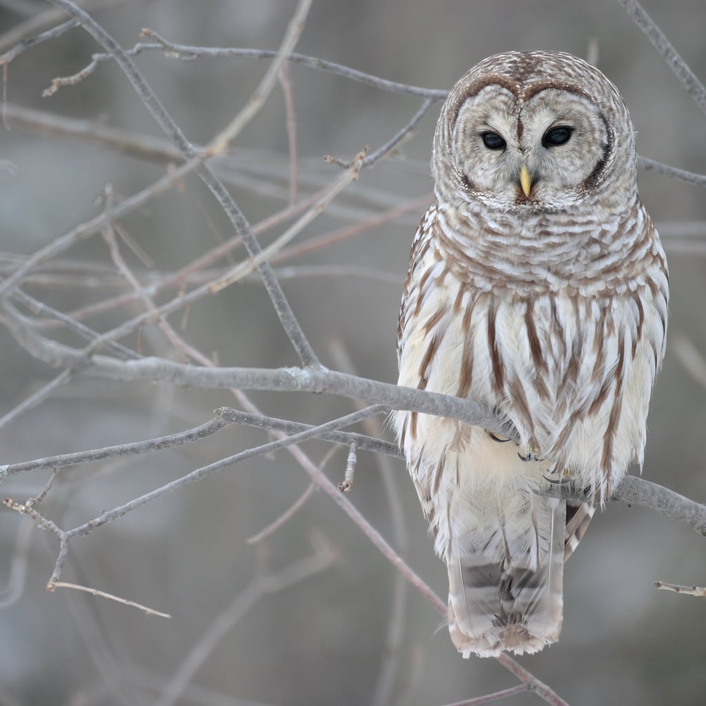 Barred Owl (original)