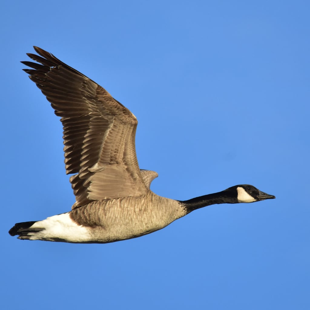 Canada Goose (original)