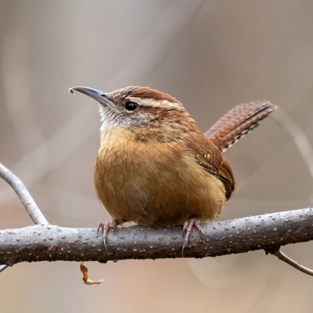 Carolina Wren (original)