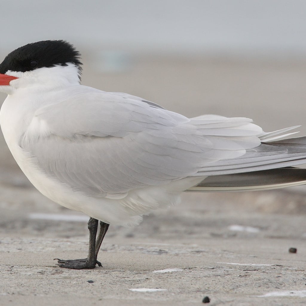 Caspian Tern (original)