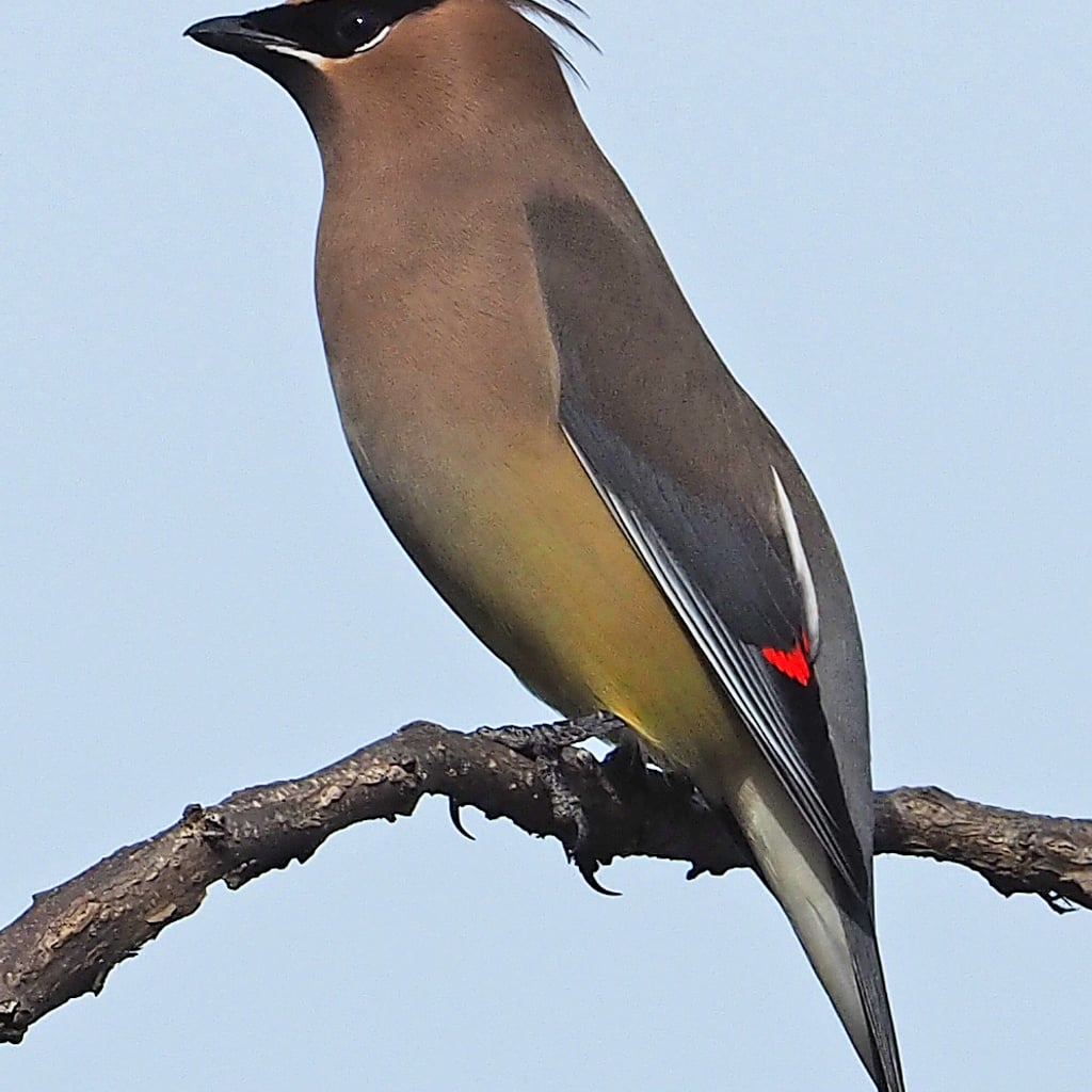 Cedar Waxwing (original)