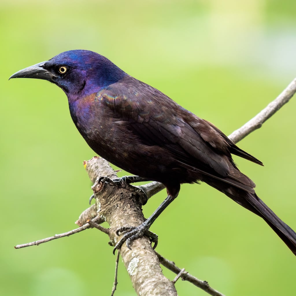 Common Grackle (original)
