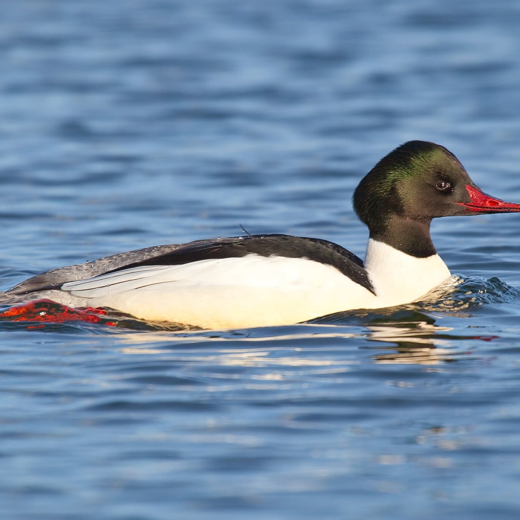 Common Merganser (original)