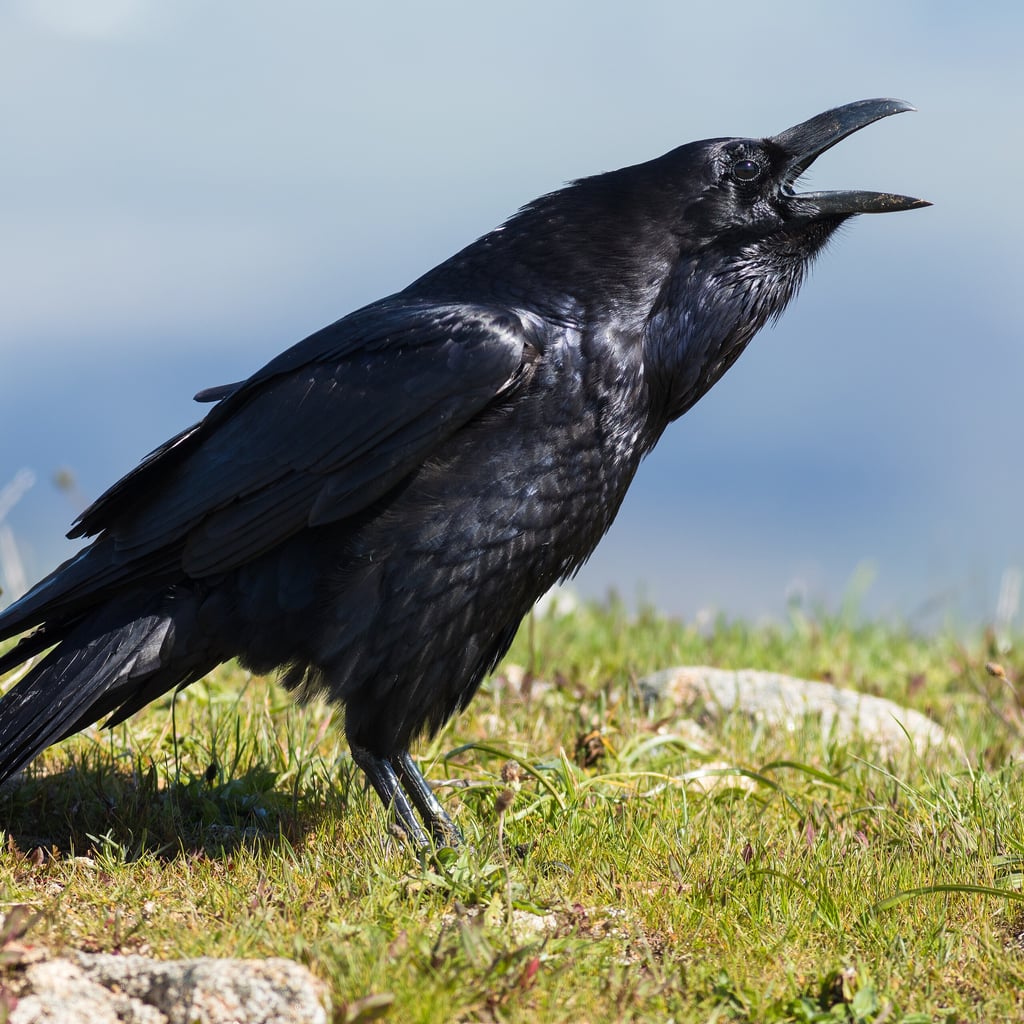 Common Raven (original)