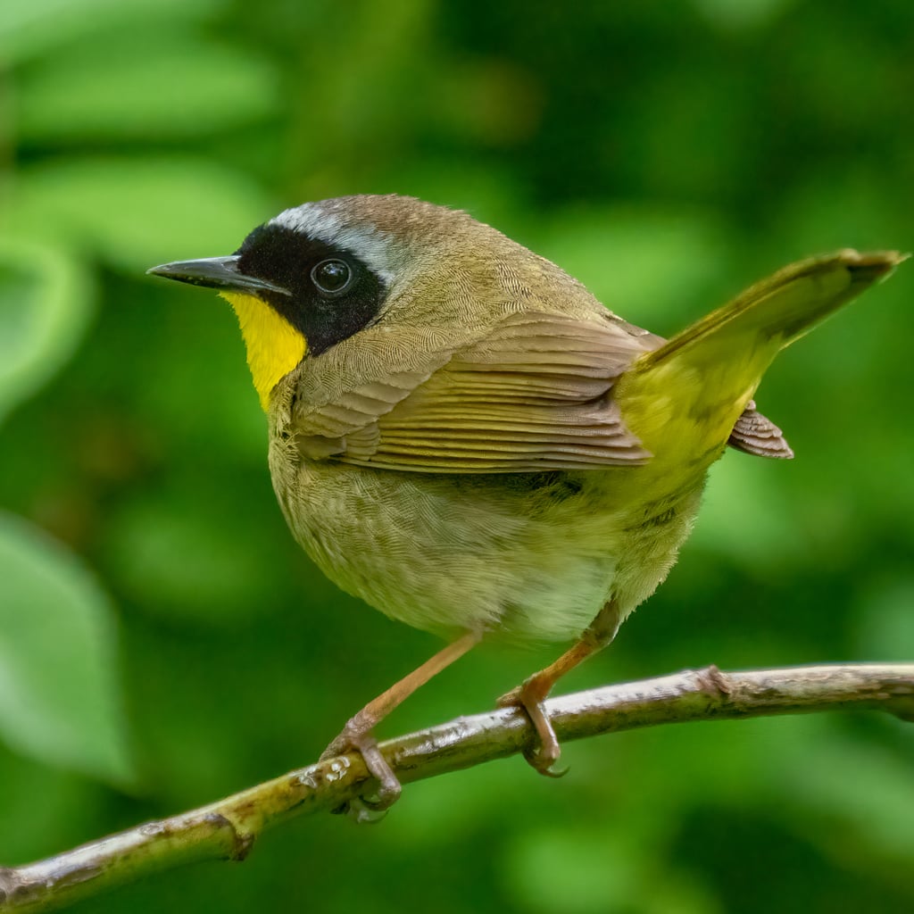Common Yellowthroat (original)