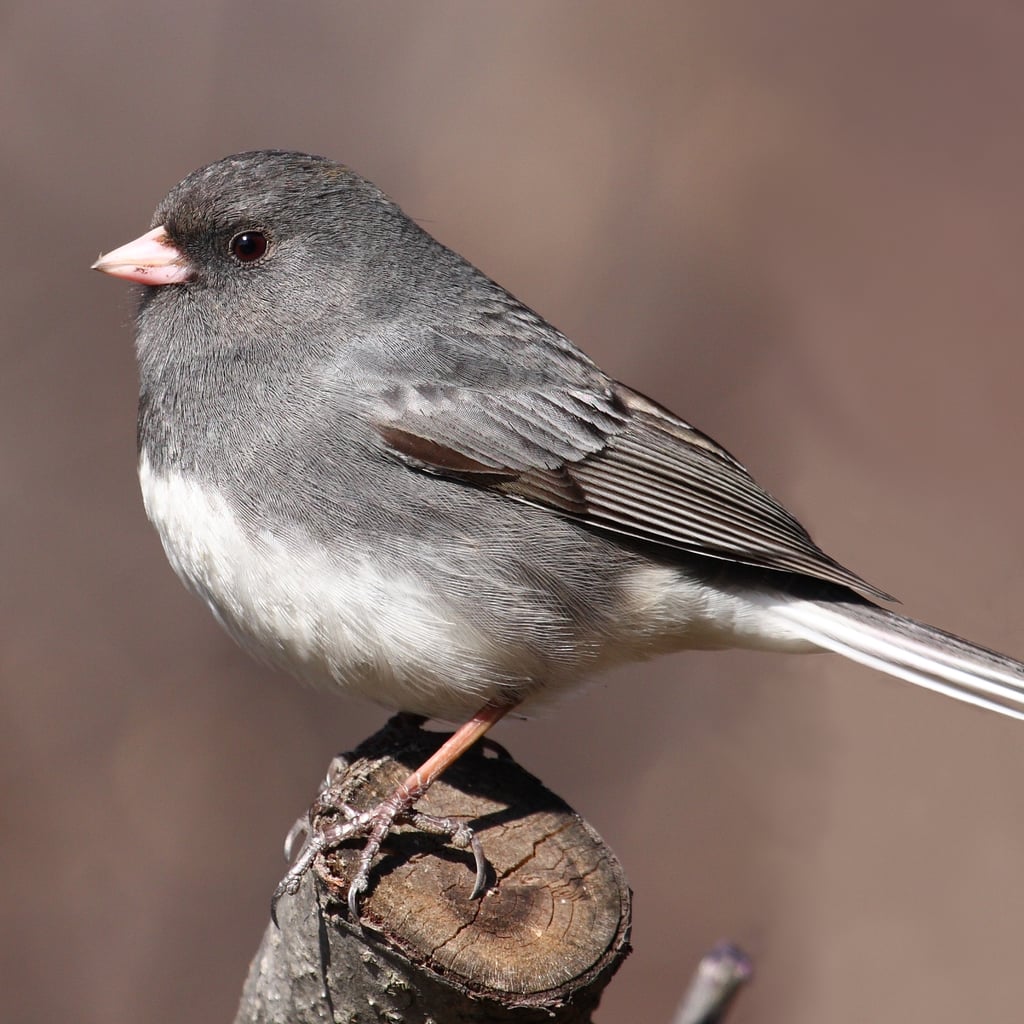 Dark-eyed Junco (original)