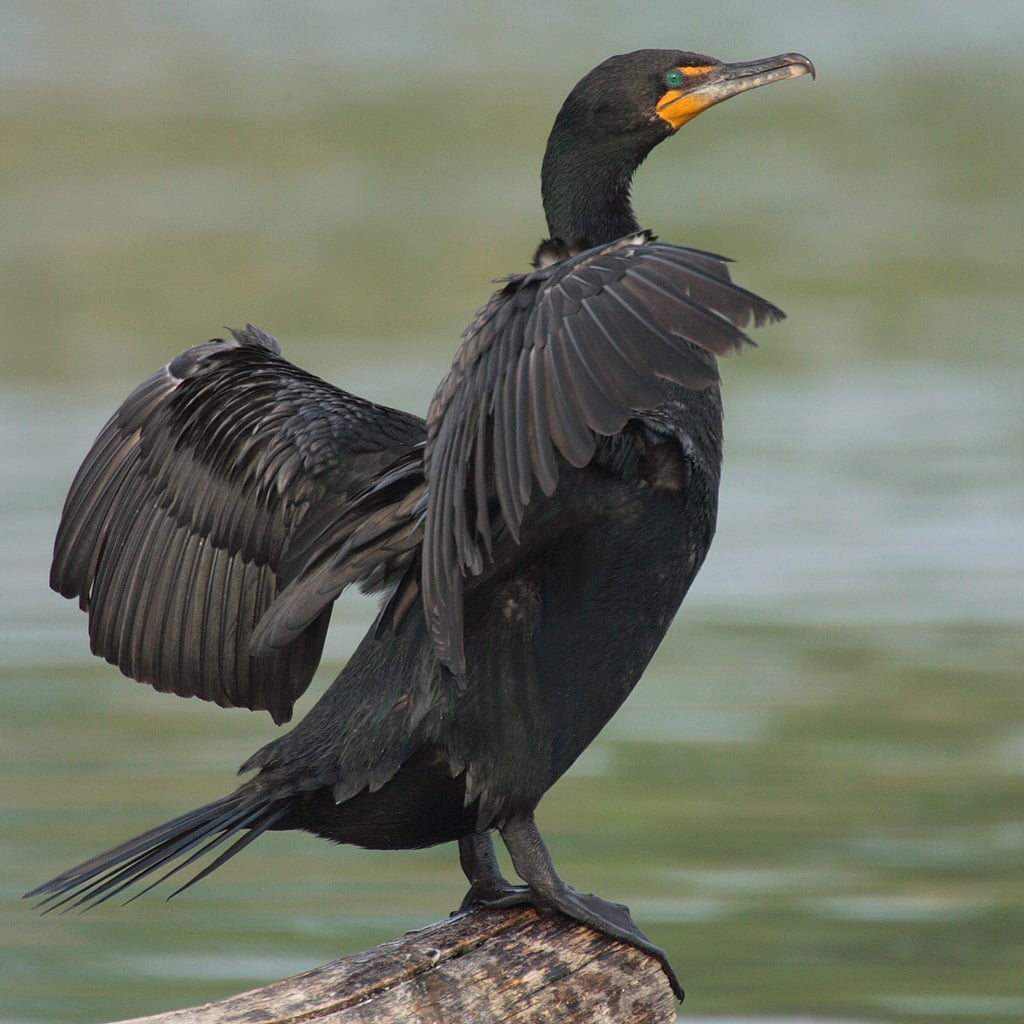 Double-crested Cormorant (original)