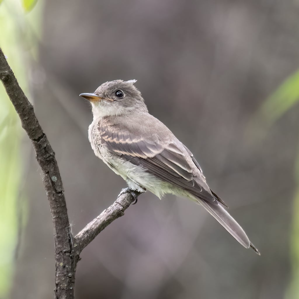 Eastern Wood-Pewee (original)
