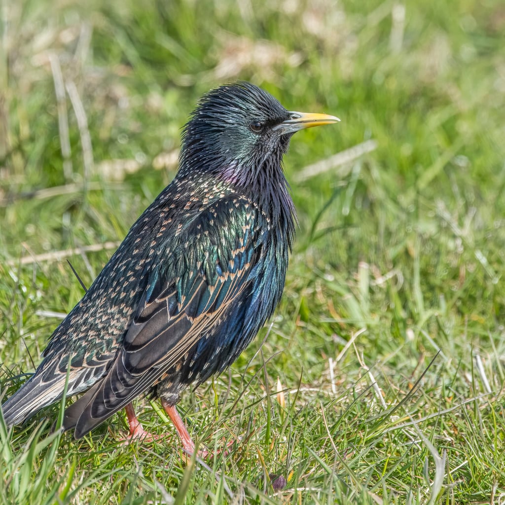 European Starling (original)