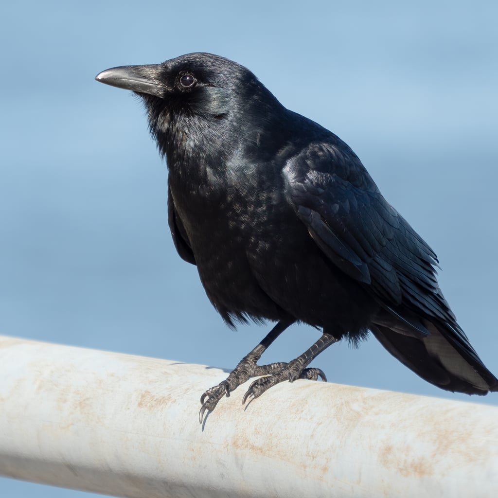 Fish Crow (original)
