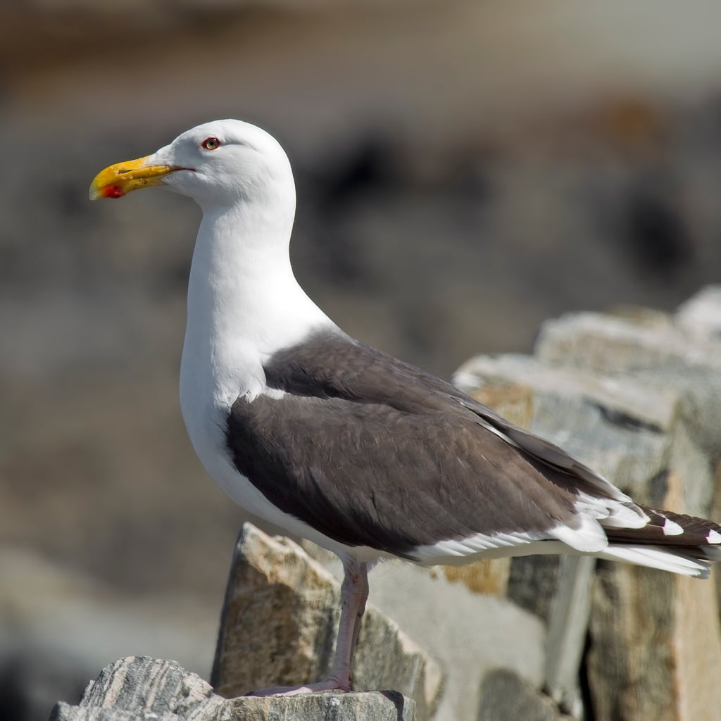 Great Black-backed Gull (original)