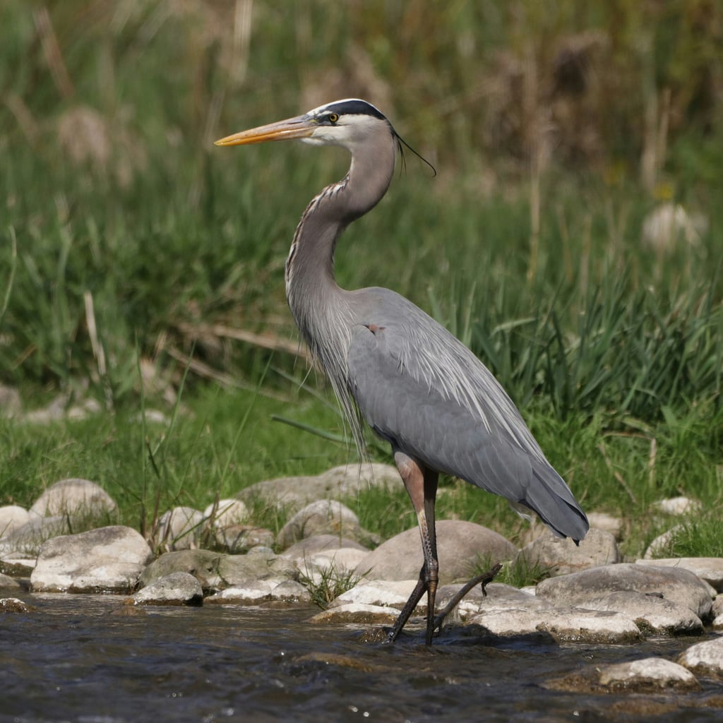 Great Blue Heron (original)