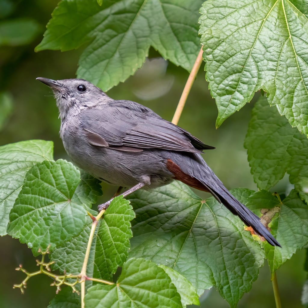 Gray Catbird (original)