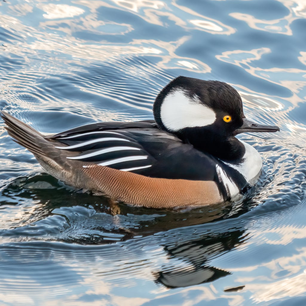 Hooded Merganser (original)