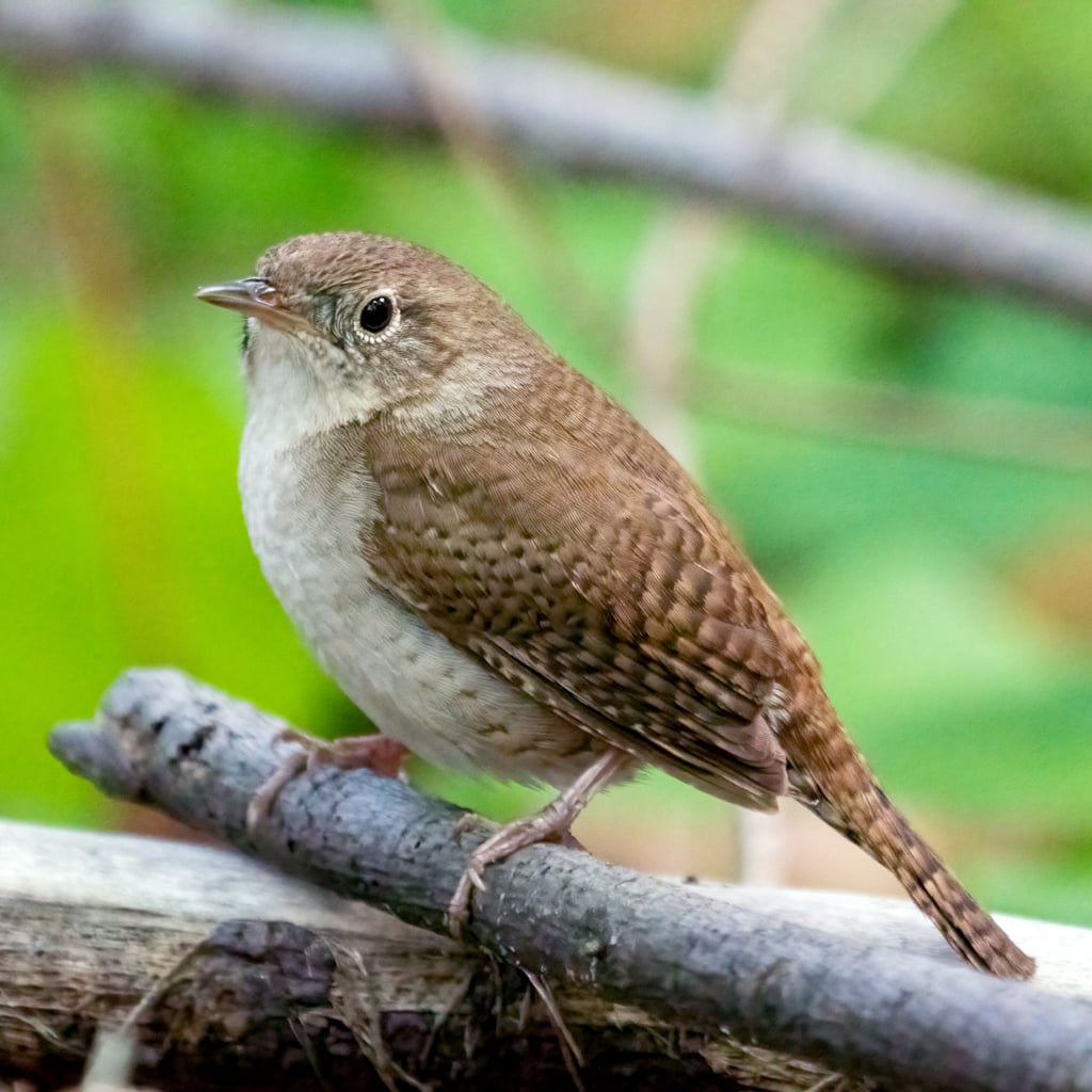 Northern House Wren (original)