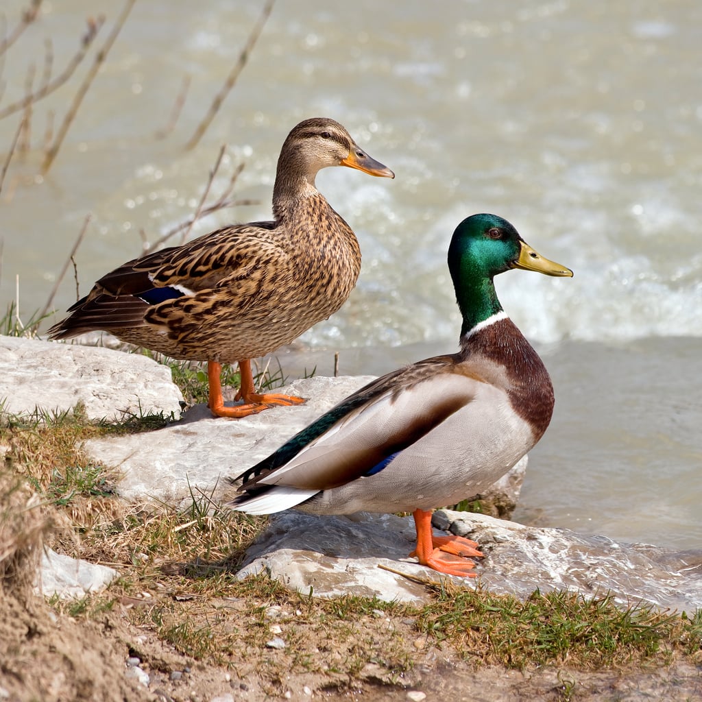 Mallard (original)