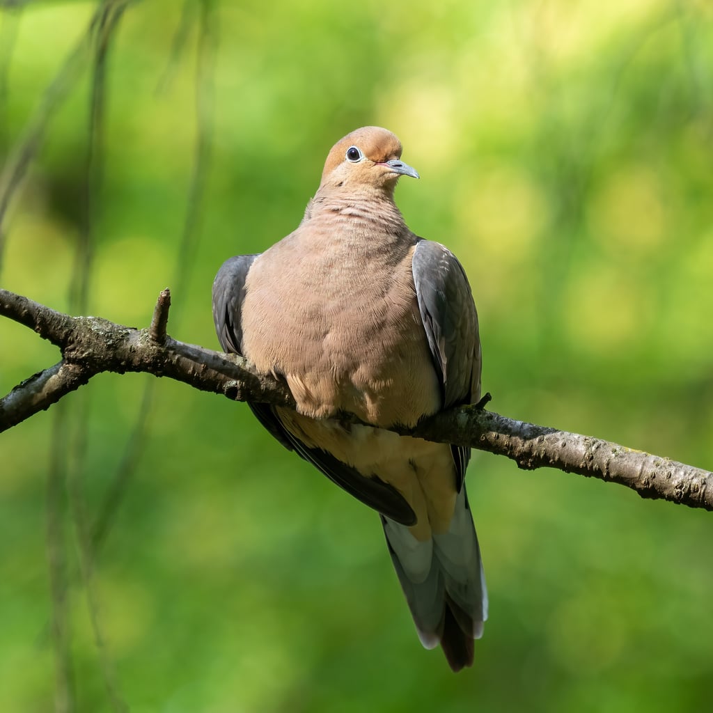 Mourning Dove (original)
