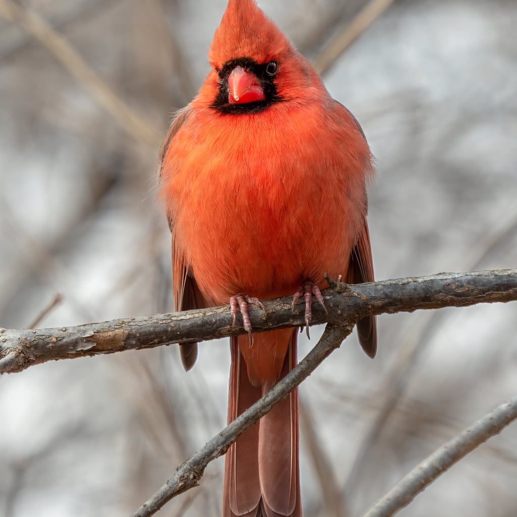 Northern Cardinal (original)