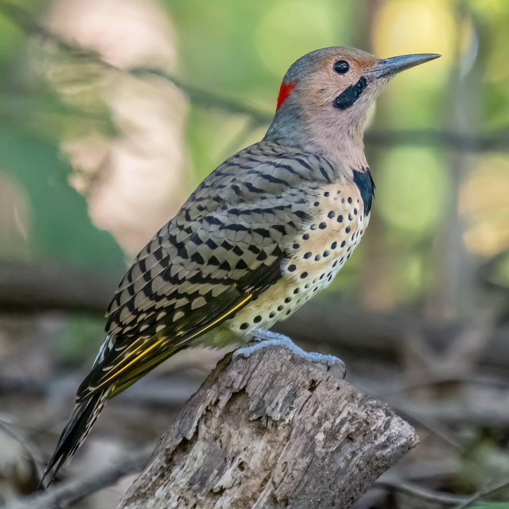 Northern Flicker (original)