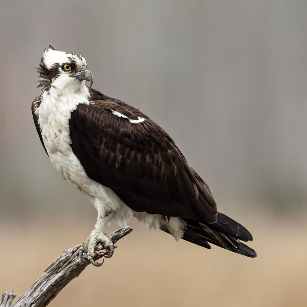 Osprey (original)