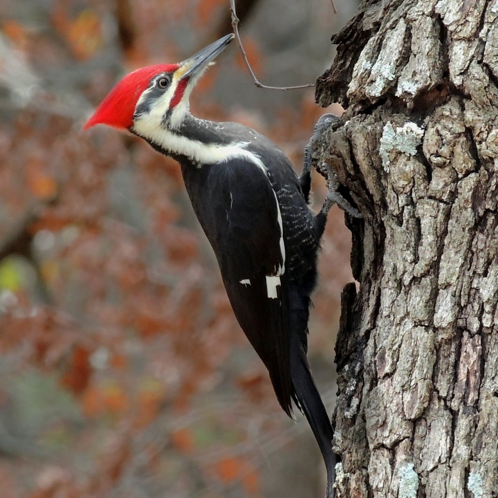 Pileated Woodpecker (original)