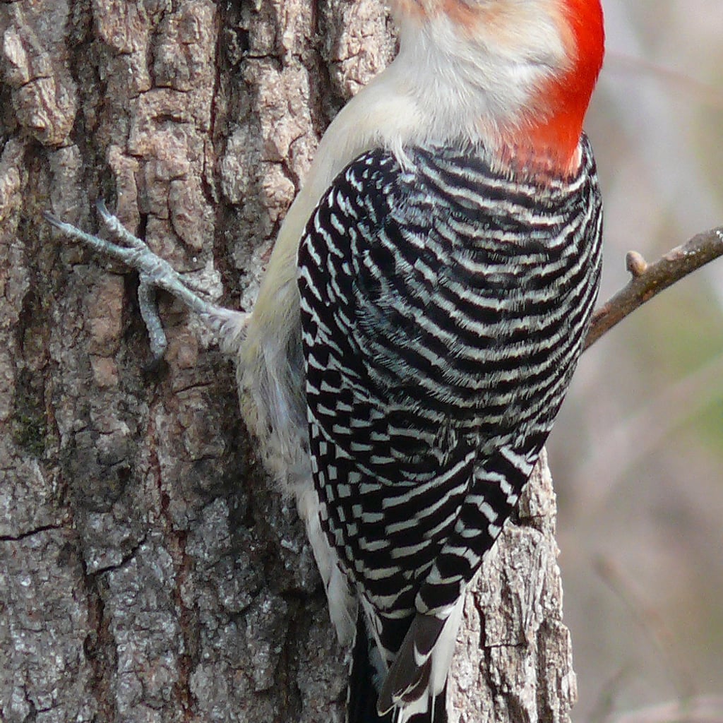 Red-bellied Woodpecker (original)