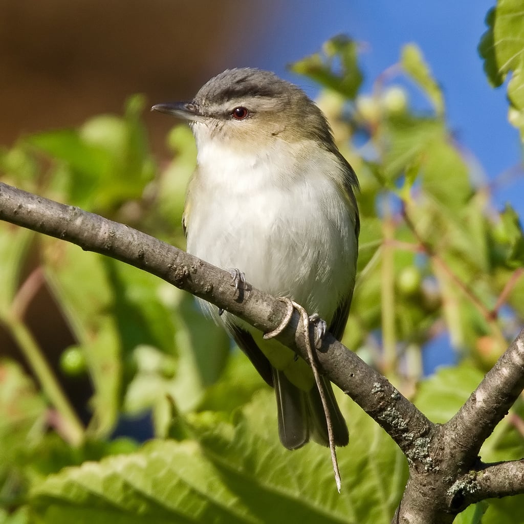 Red-eyed Vireo (original)