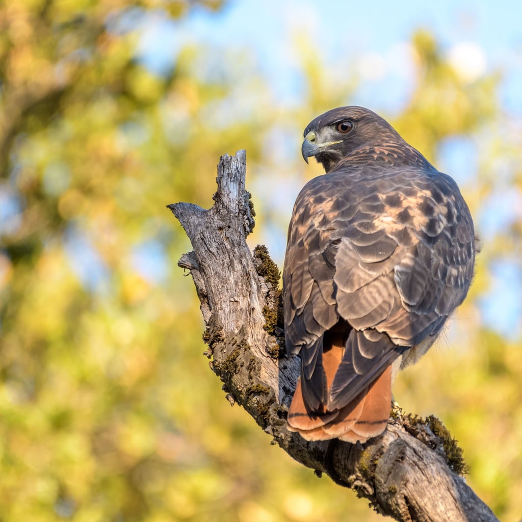 Red-tailed Hawk (original)
