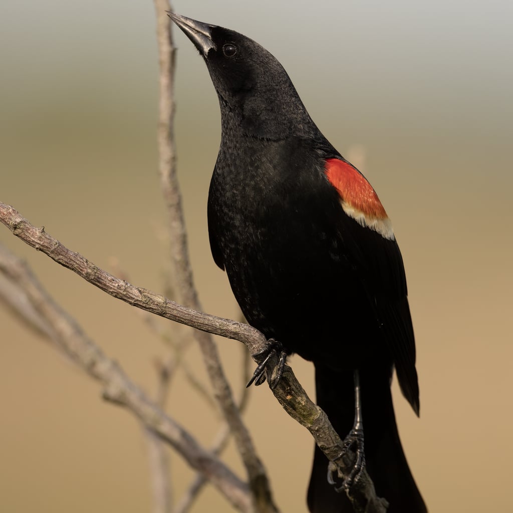 Red-winged Blackbird (original)