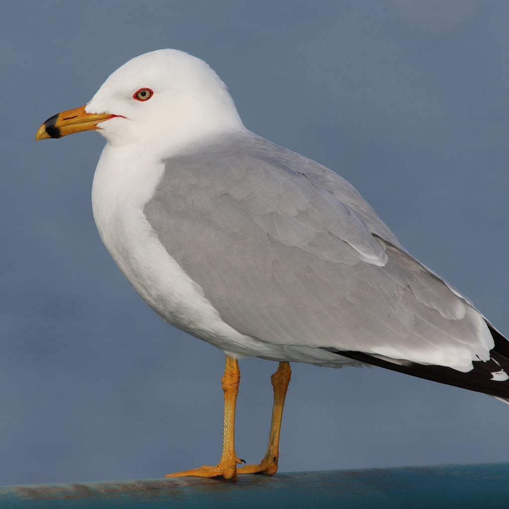 Ring-billed Gull (original)