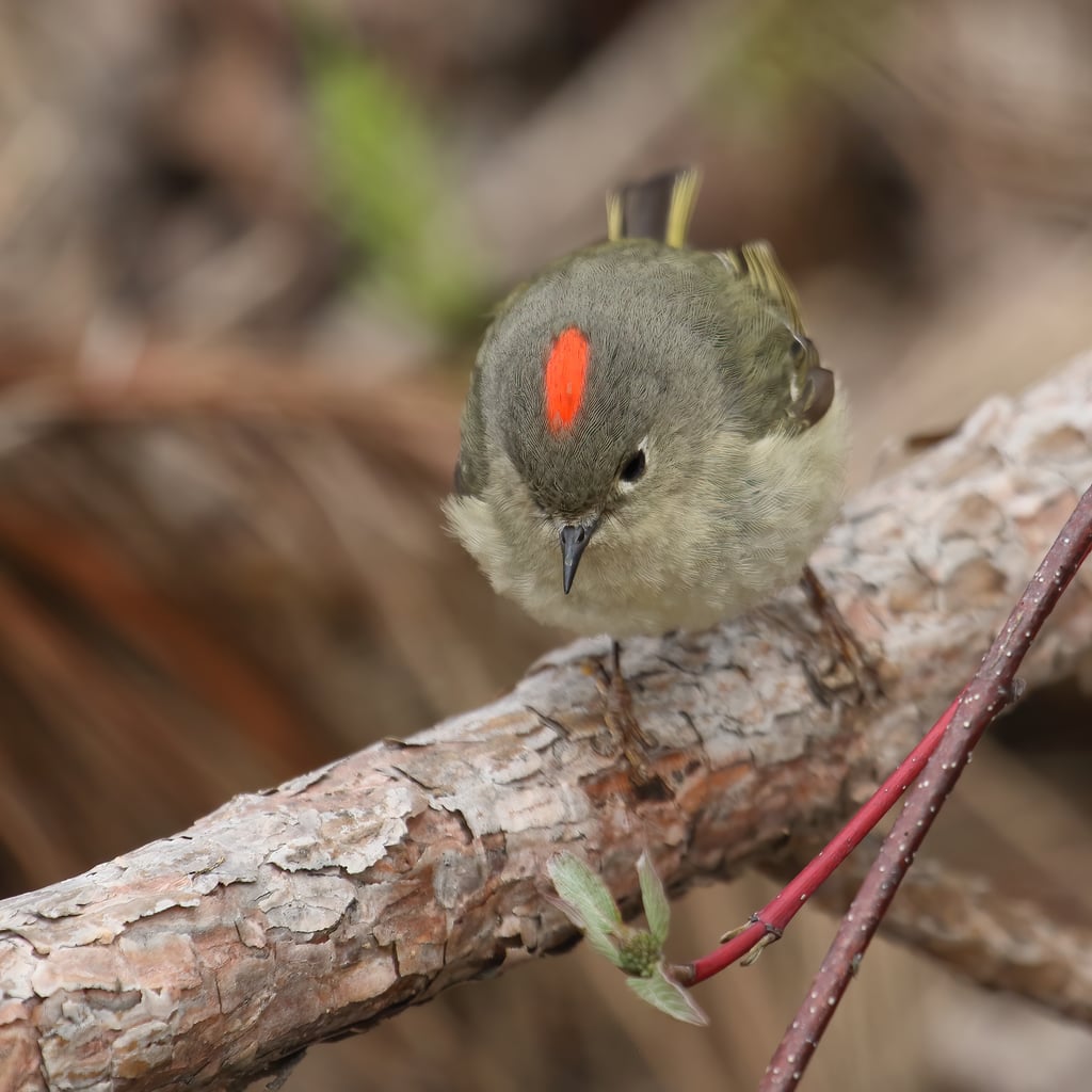 Ruby-crowned Kinglet (original)