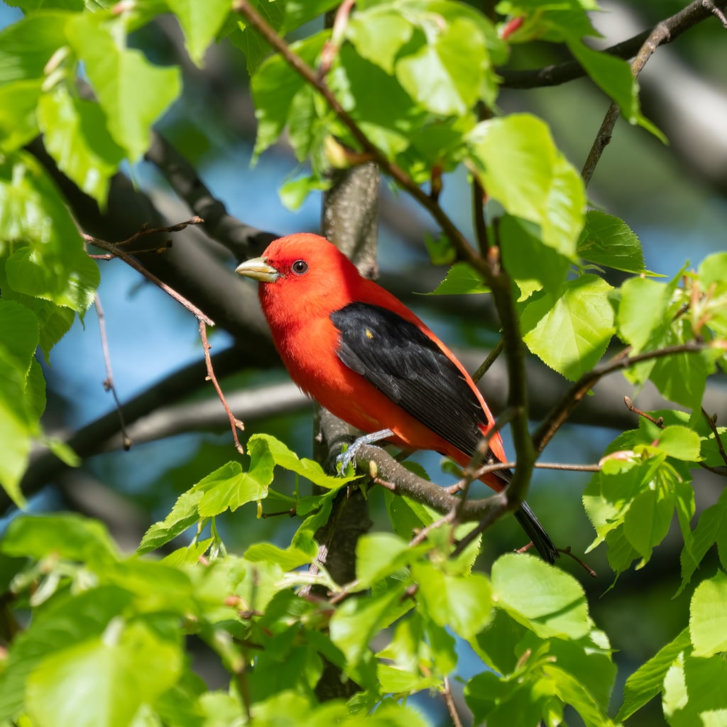 Scarlet Tanager (original)