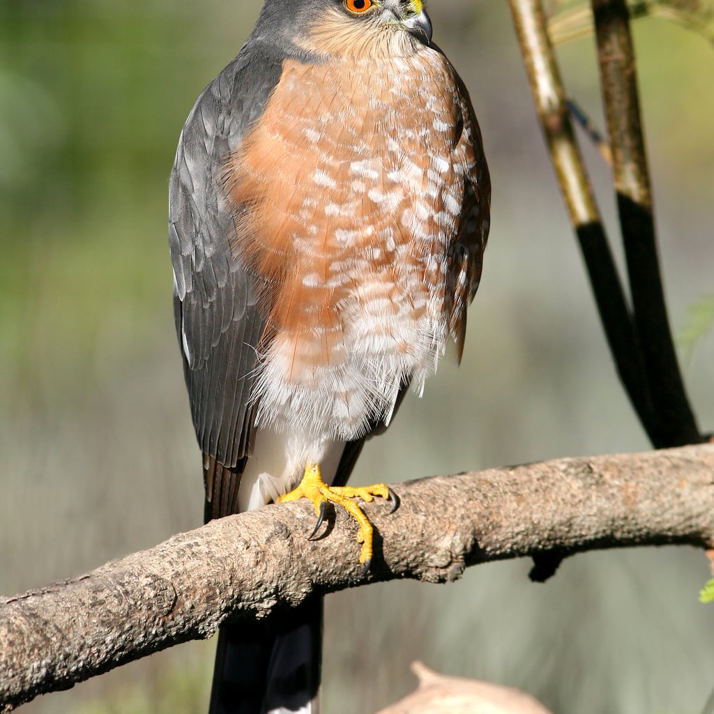 Sharp-shinned Hawk (original)