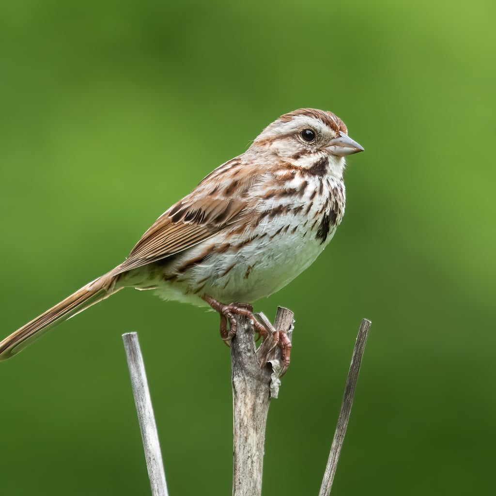 Song Sparrow (original)