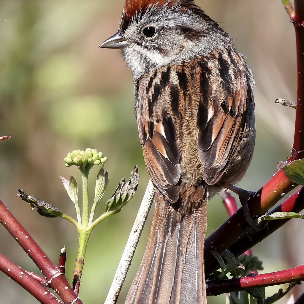 Swamp Sparrow (original)