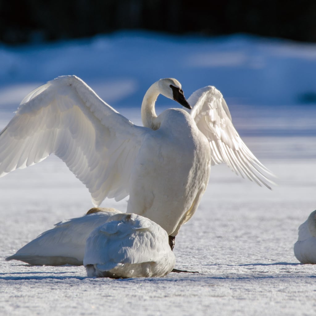 Trumpeter Swan (original)